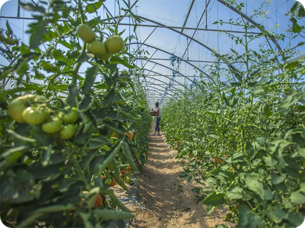 bureau etudes agricole agroalimentaire